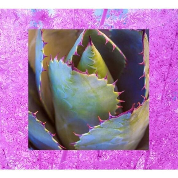 RAW SUGAR - NWT Raw Refresh "Not-So-Dry" Shampoo Gift Set (1-4 oz + 1-1 oz) - Picture 5 of 10